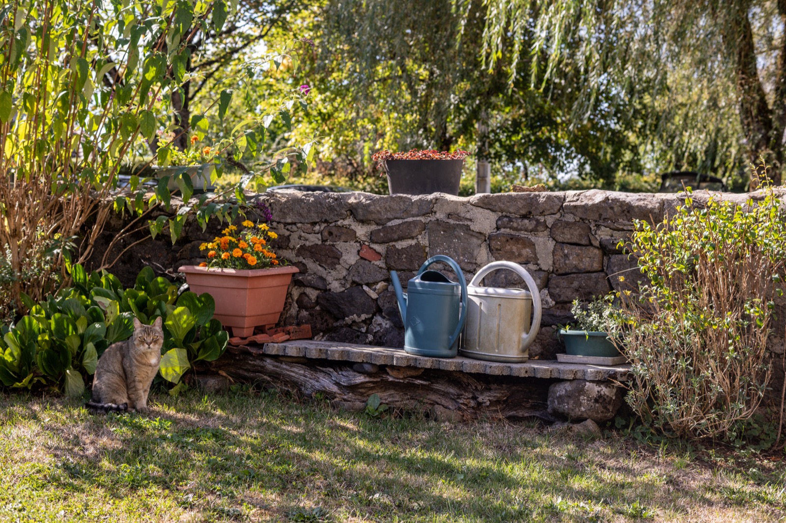 Jardin et muret en pierre